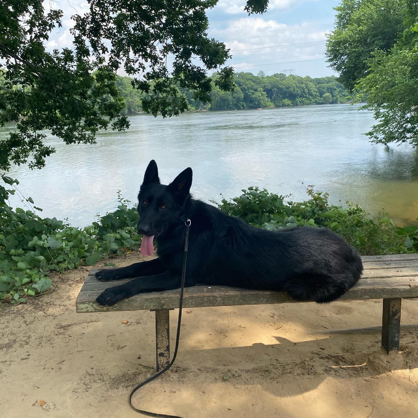 Felon chillin like a villain at River Walk today.  #seeleycreekcanine  #gsd #gsdofinstagram #gsdlife #blackgsd #blackgsdsofinstagram #blackgermanshepherd #blackgermanshepherdsofinstagram #dogtraining #dogtrainer #dogtrainersofinstagram #dogtrainerlif