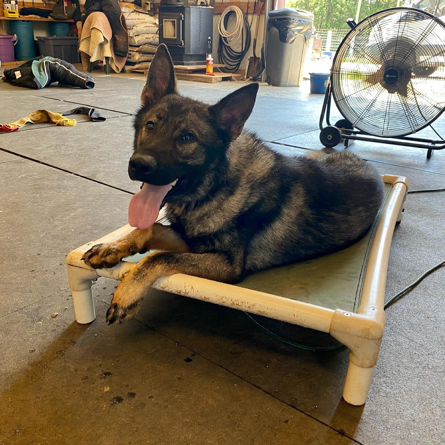 Titus trying to stay cool after wrapping up a training session&hellip; Titus is part of our protection dog training program and will be off a new home once he&rsquo;s built. When the safety of your loved ones is as risk don&rsquo;t hope your pup will