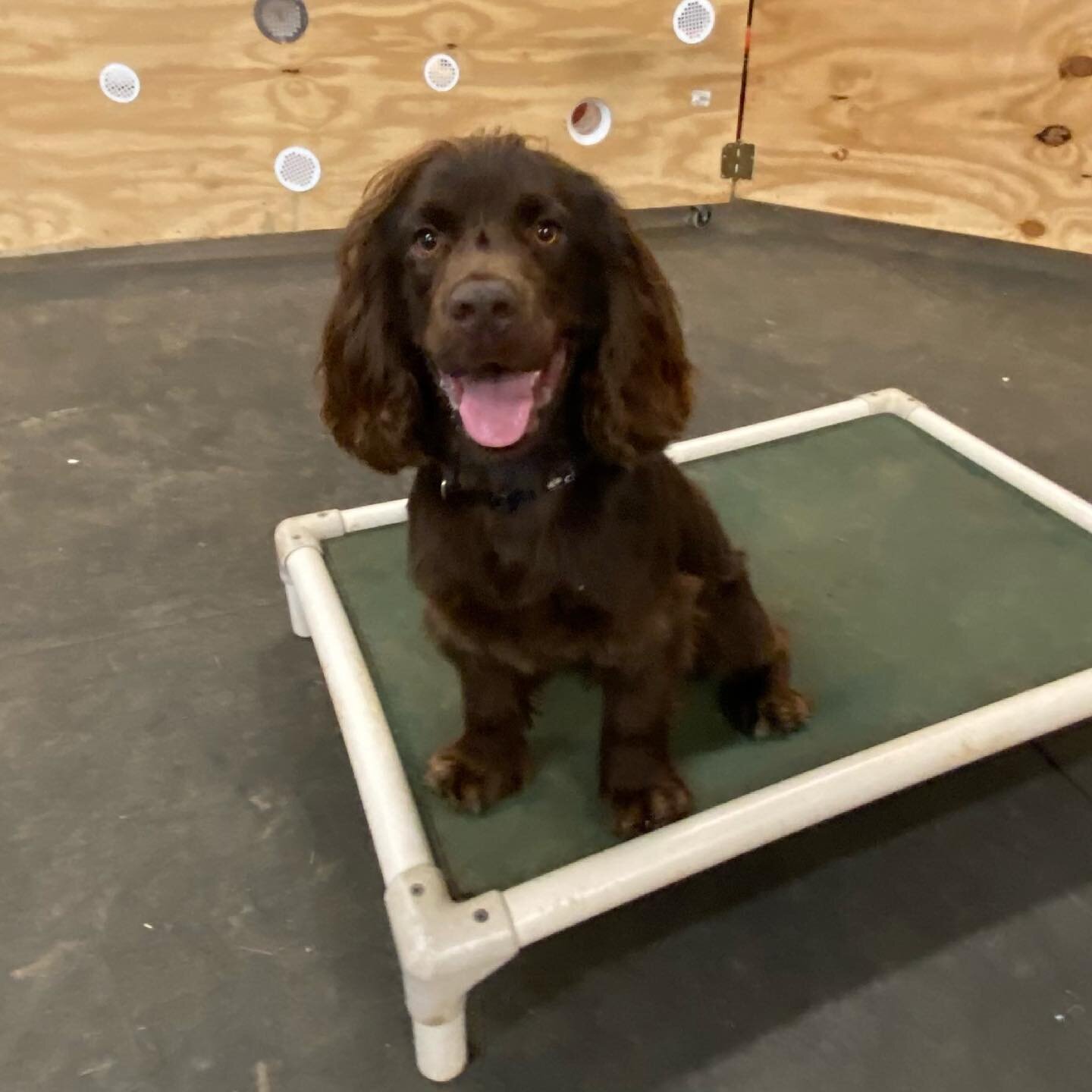 Salter the 14mo old Boykin Spaniel is joining us for our board &amp; train program here. He&rsquo;s going to be working on basic obedience, self control and focus on his handler. We love our South Carolina state dog the Boykin breed here at SCC. #boy