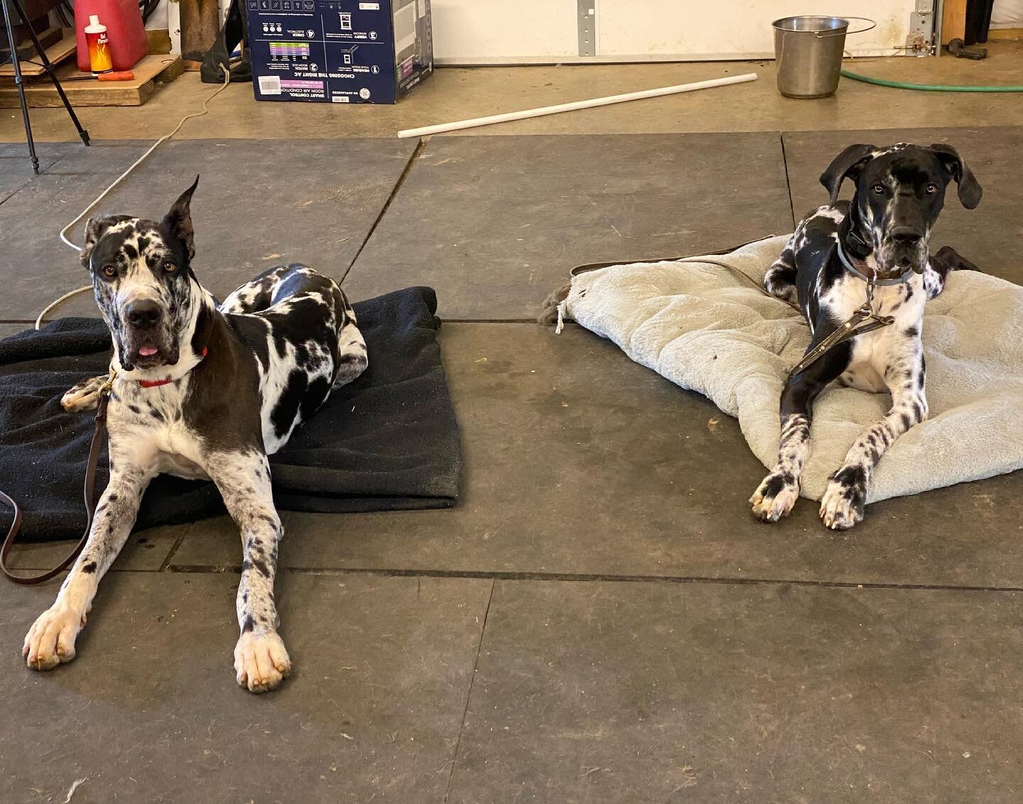 Two fur Tuesday!!!! Kane and Tag are back for boarding this holiday week. Here at SCC we always brush up our prior training clients to keep their dogs sharp and in control&hellip;. Training must remain constant to gain consistency. These two did grea