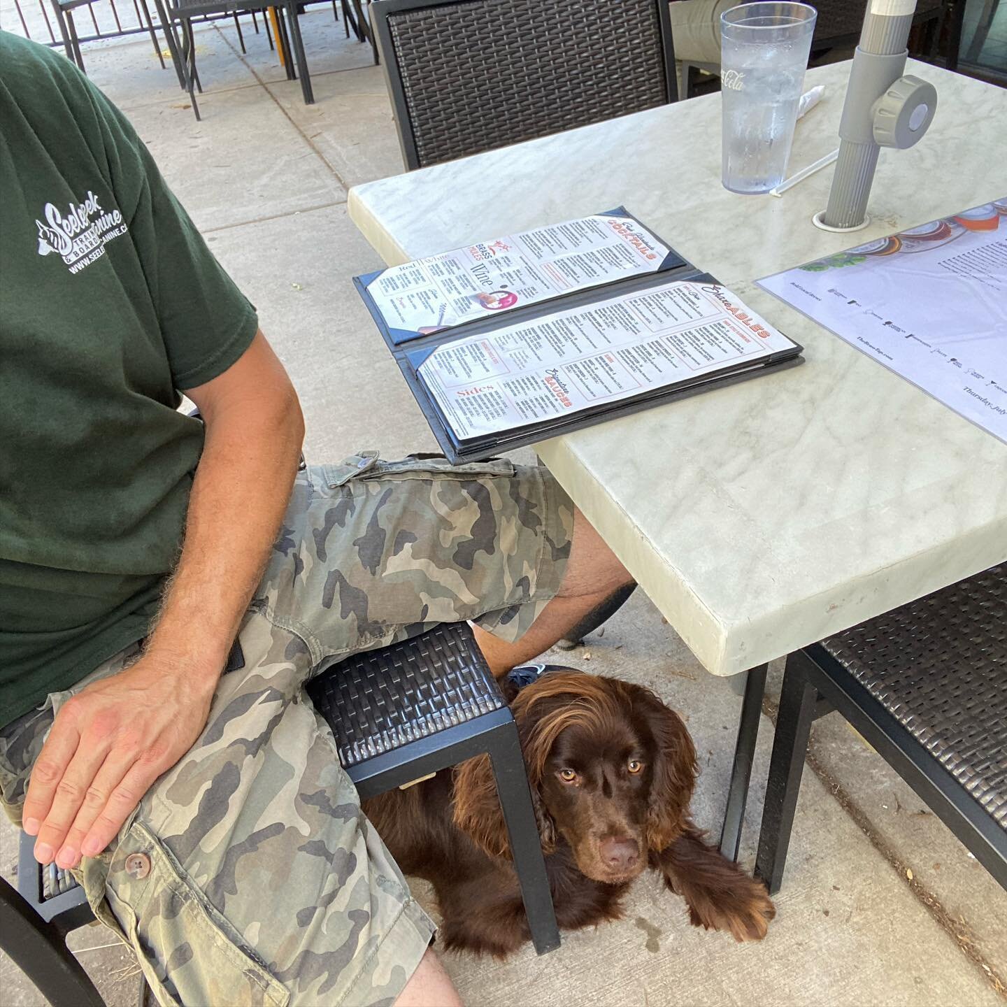 Salter is finishing his board and train rocking his obedience in public. We stopped for lunch and he&rsquo;s been a total flirt with the ladies&hellip;.. #boykinspaniel #boykinsofinstagram #boykin #boykinspanielsociety #boykinspanielpuppy #dogtrainin