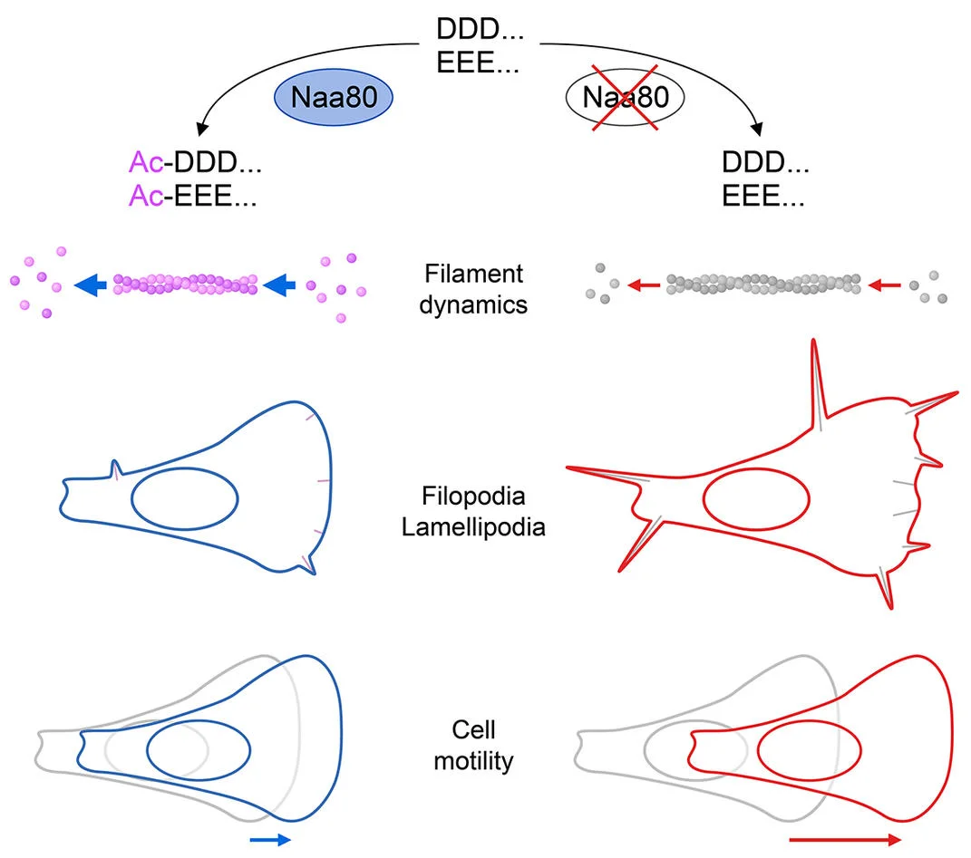 The enzyme NAA80 adds an acetyl group to actin and affects several cellular functions. Left: Usually, the enzyme NAA80 transfers an acetyl group to the N-terminus of actin. Right: When NAA80 is removed, actin is not acetylated. Actin filaments built from this type of actin are less dynamic, the cells have more filopodia and lamellipodia, and have increased motility. Photo: Drazic et al. Copyright: Adrian Drazic et al.
