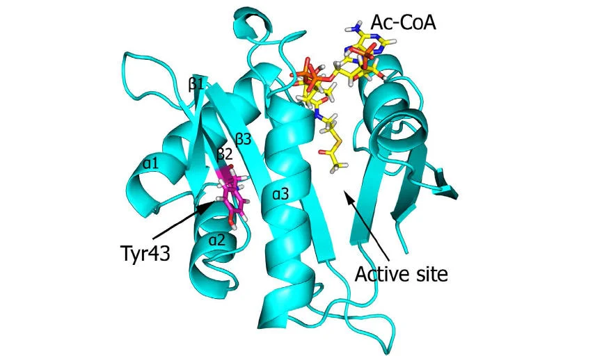 Naa10 homology model highlighting Tyr43 which was found mutated in two patients with intellectual disabilities. Copyright: Svein I. Støve