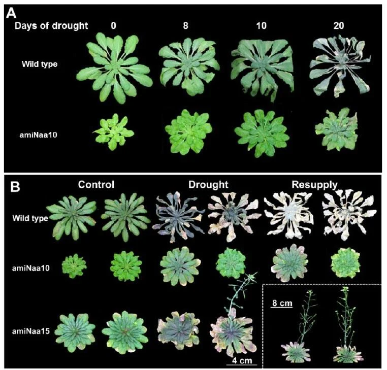 NatA depleted plants are resistant towards drought. NatA depleted plants (amiNaa10 and amiNaa15 plants) have a reduced growth (pattern) but were highly resistant to drought stresses and retained 95% of the water content of the leaves after a prolonged drought period (A). Wild type plants died after 20 days of drought and could not be rescued with resupply of water. NatA depleted plants did not show visible symptoms associated with water deficiency and after resupply with water, all NatA depleted plants continued to grow and produced viable seeds (B).
