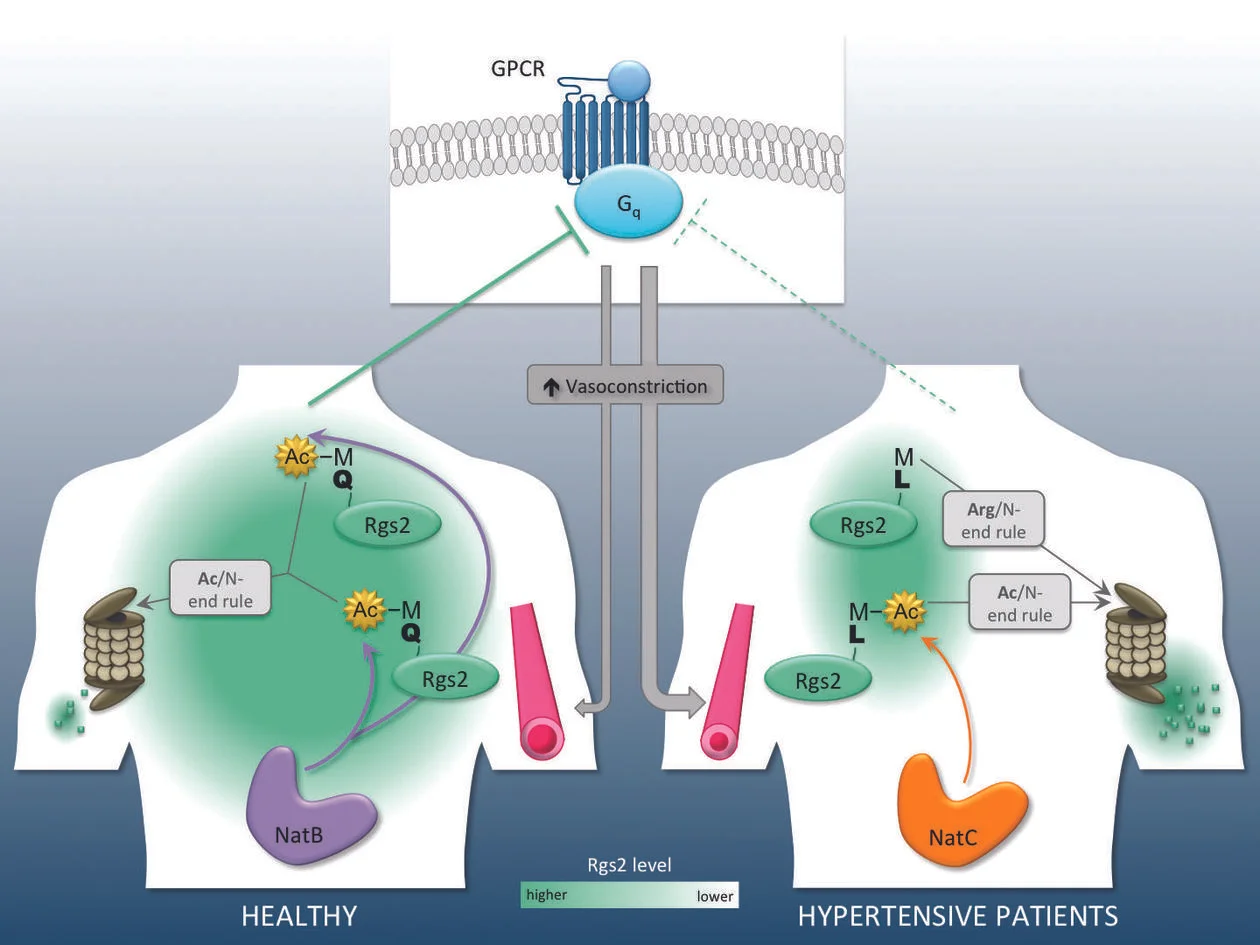 Taking the N-end rule to the next level. A recent study links N-terminal acetylation and N-end rule degradation to blood pressure regulation. N-terminal mutants of Rgs2 (a key G-protein regulator) are found in patients with hypertension. These are differentially processed by N-terminal acetyltransferases (NATs) and the two branches of the N-end rule pathway. This leads to an imbalance in the signaling governing blood pressure. Refer to original potlight in TiBS for details. Copyright: Henriette Aksnes