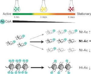 Graphic abstract: To address a potential impact of nutrient starvation on N-terminal acetylation yeast cells were grown in rich YPD medium and harvested at exponential active (6 hours), semi-active (day 3) and stationary (day 8) growth phase. N-terminal COFRADIC analysis on whole yeast extracts revealed that the global N-terminal acetylation levels remain largely unaffected by changes in cellular metabolism. However, two distinct sets of N-termini were differentially acetylated following starvation. The first protein cluster displayed generally increased N-terminal acetylation in stationary phase, despite a significant reduction in the cellular levels of acetyl-CoA. Similar to histone acetylation, the second protein cluster was generally less acetylated following entry to stationary phase. Copyright: Varland et al.