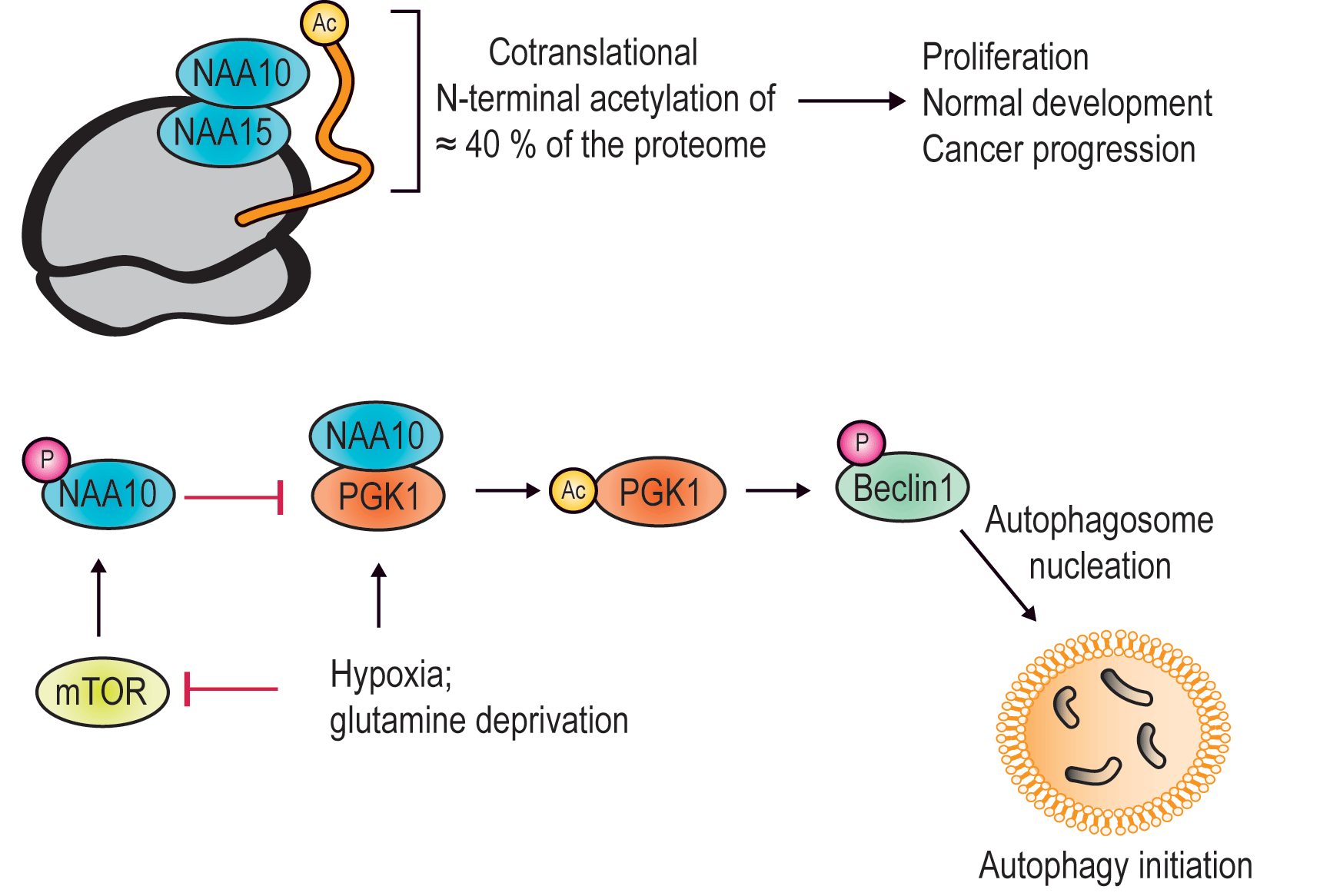 Top: NAA10 in complex with NAA15 is an N-terminal acetyltransferase (NAT) acetylating 40% of our proteins when they are produced at the ribosome. Bottom: NAA10 is a lysine acetyltransferase (KAT) acetylating among others PGK1 and thereby initiates formation of autophagosomes. Image: Aksnes, Ree and Arnesen