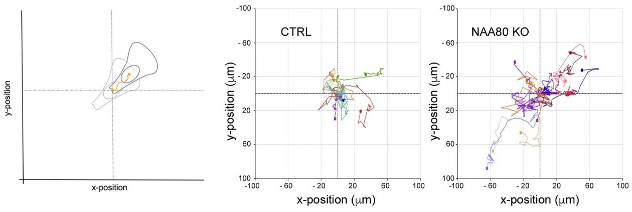 Migrating cells. An exemplary image showing how the HoloMonitor can be used to track the migration paths of cells. The path traveled by each cell is registered (represented by coloured line). The explanatory figure to the left shows how the trajectory of each cell can be overlayed in an x/y-position plot, called rose plot. The resulting “rose” is bigger for NAA80 knockout cells (right) as these cells migrate longer during the given timeframe compared to control cells (middle). This image is published in Communicative and Integrative Biology 2018 Photo: Henriette Aksnes