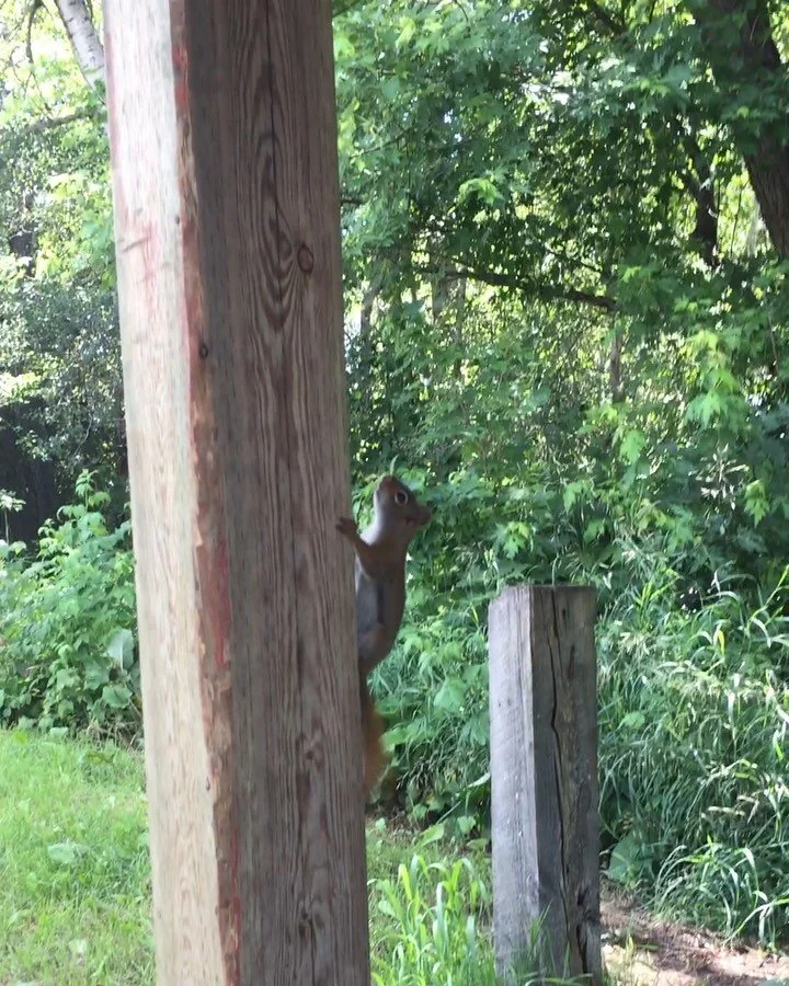 We spent some time up around Kearney doing some hiking and bushwhacking today. Definitely a good way to spend the day. 👌👌We stopped at a fry stand and this little guy gave us a visit. He was very cute and friendly. I&rsquo;m not sure that French fr