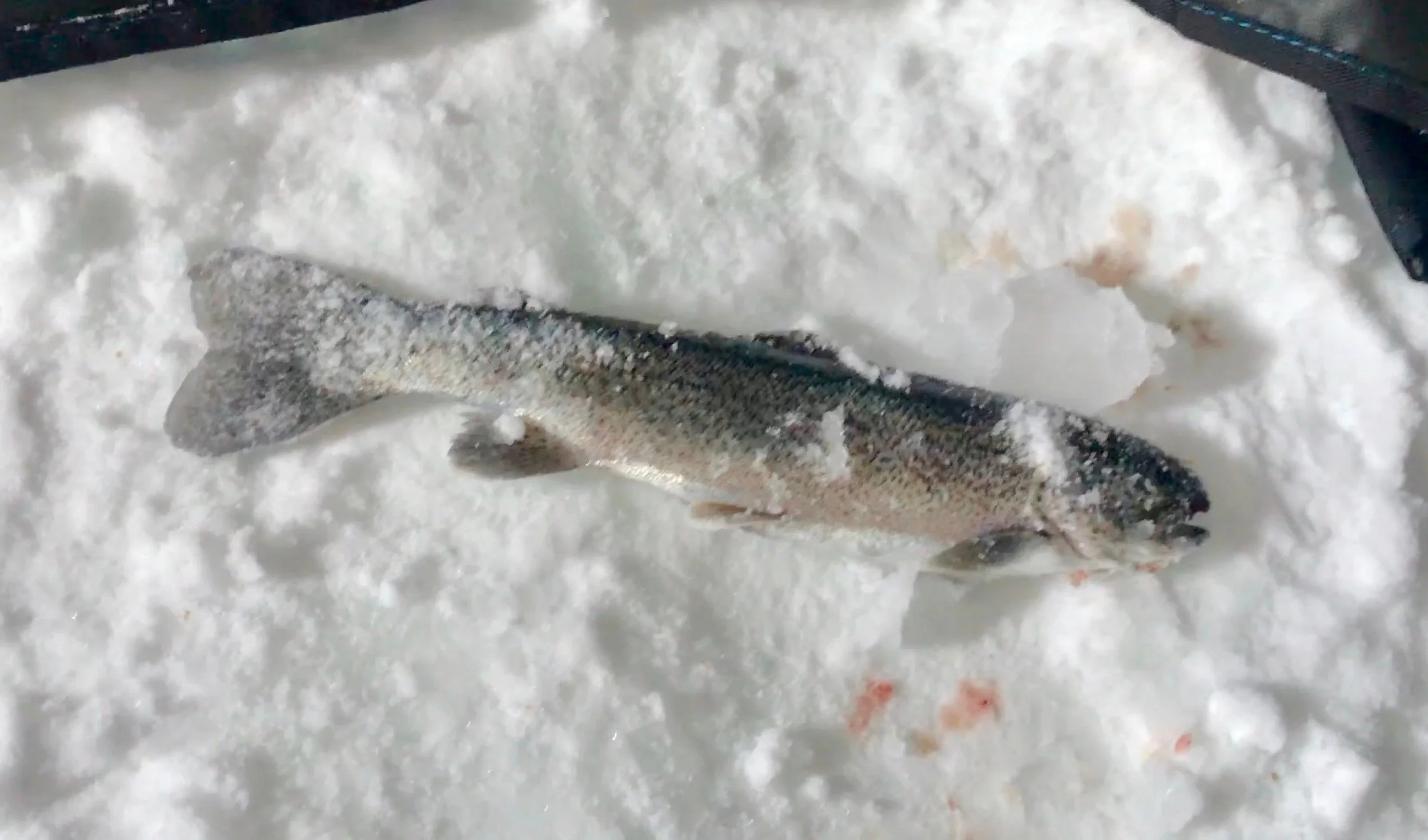 Ice Fishing Colorado 2.jpg