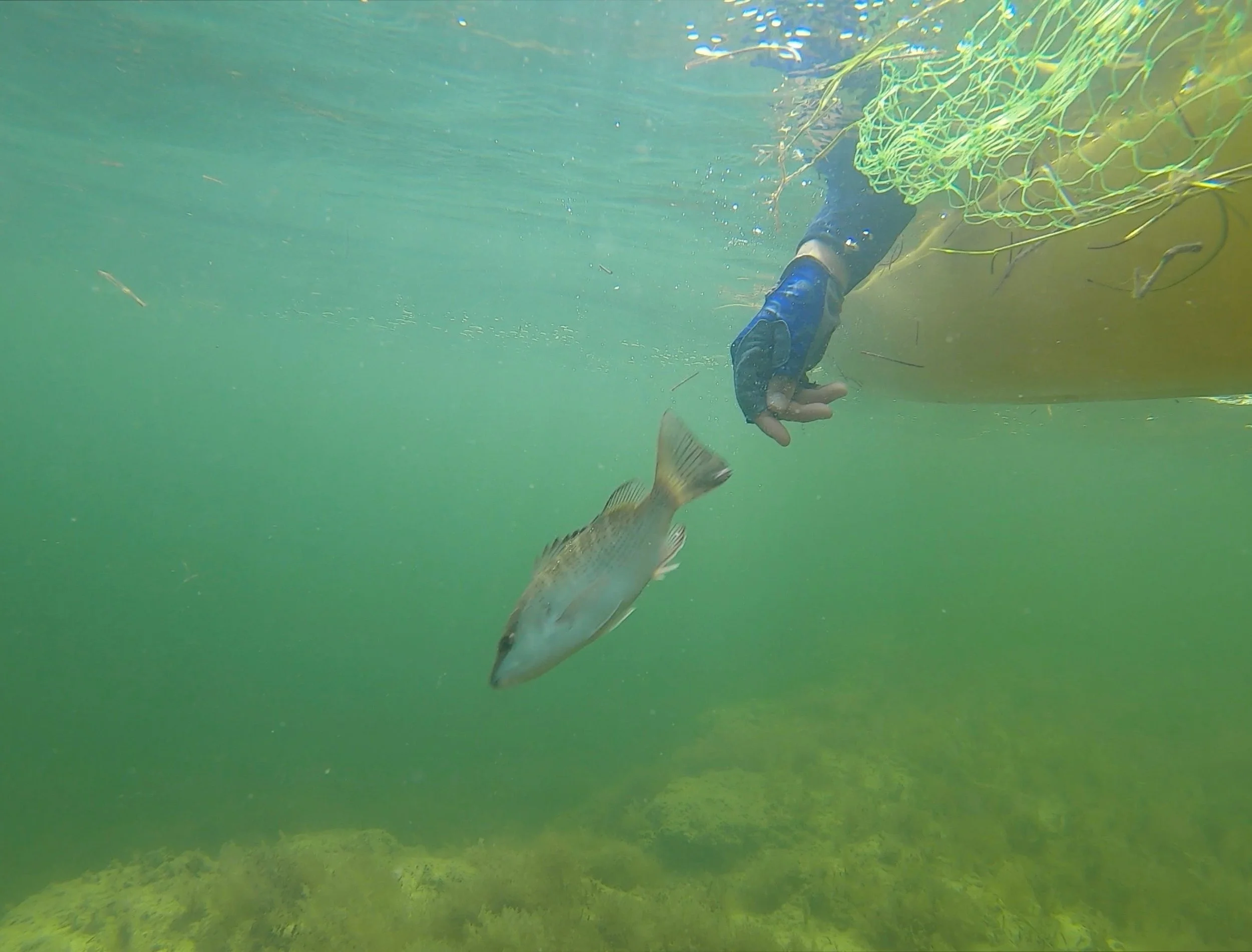 Emily releasing a juvenile mangrove snapper