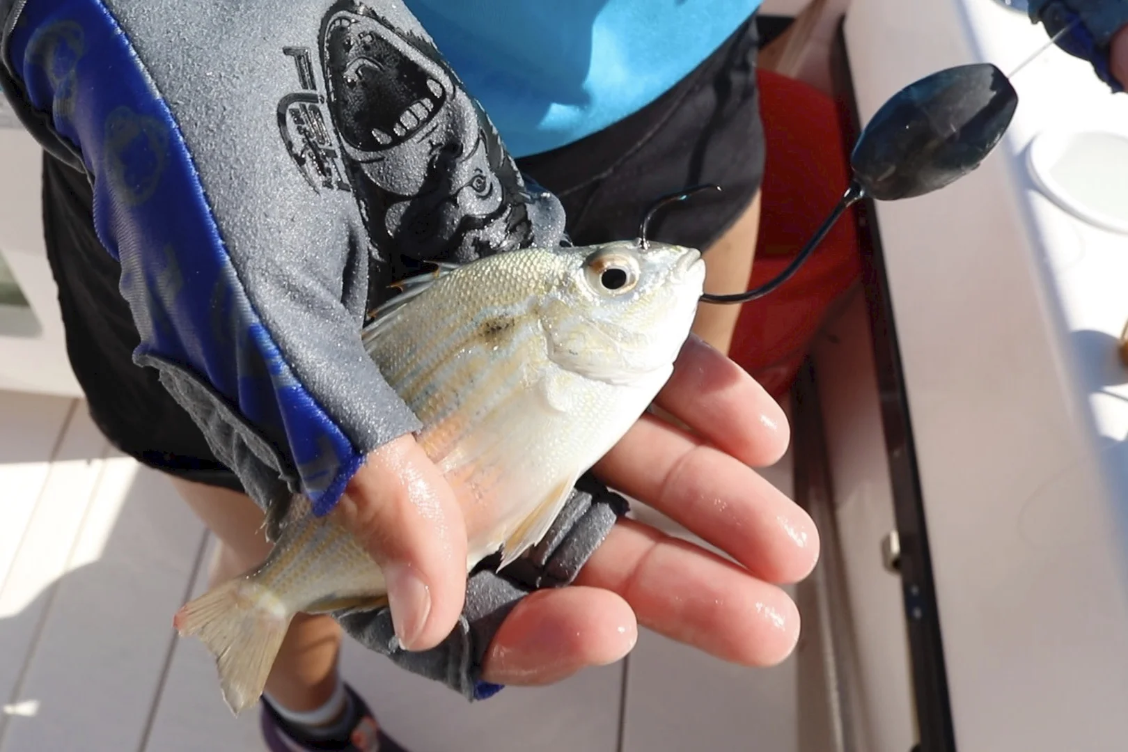 Pinfish on knocker rig