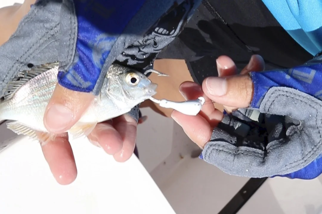 Pinfish on jig