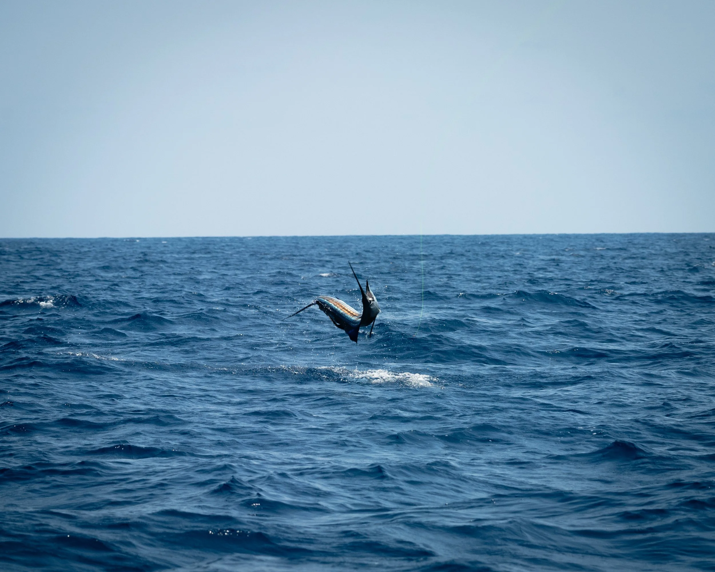 Gale Force Pacific Fins May 2024 (182 of 407).jpg
