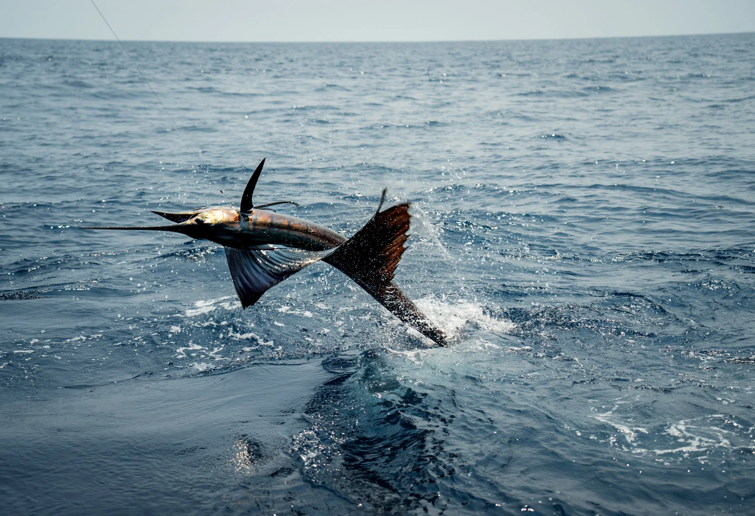 Gale Force Pacific Fins May 2024 (384 of 407).jpg