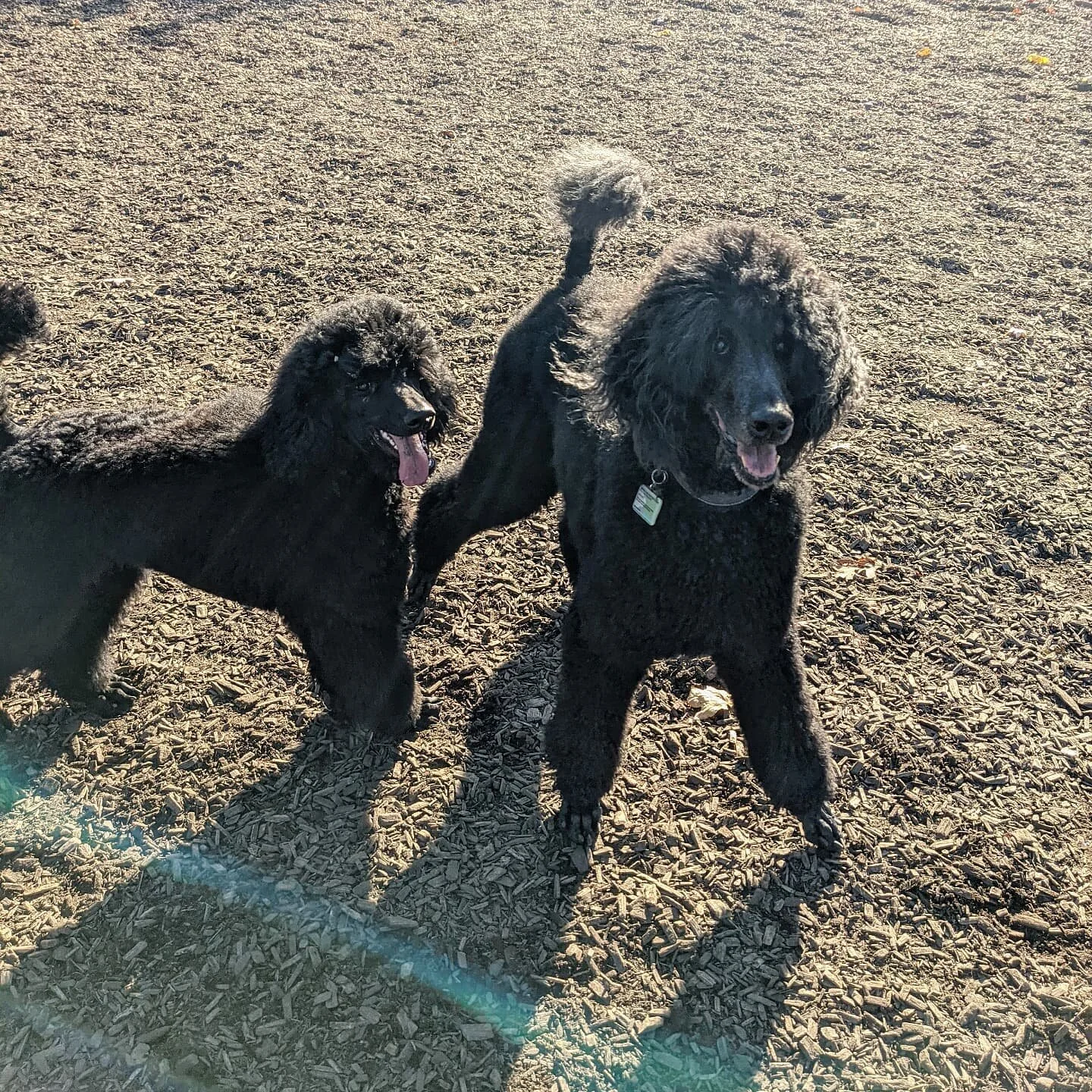 Tikva and Teva. New hair do's! #standardpoodle #standardpoodles #standardpoodlepuppy #newhairdo #dogsinparks #dogs #toronto