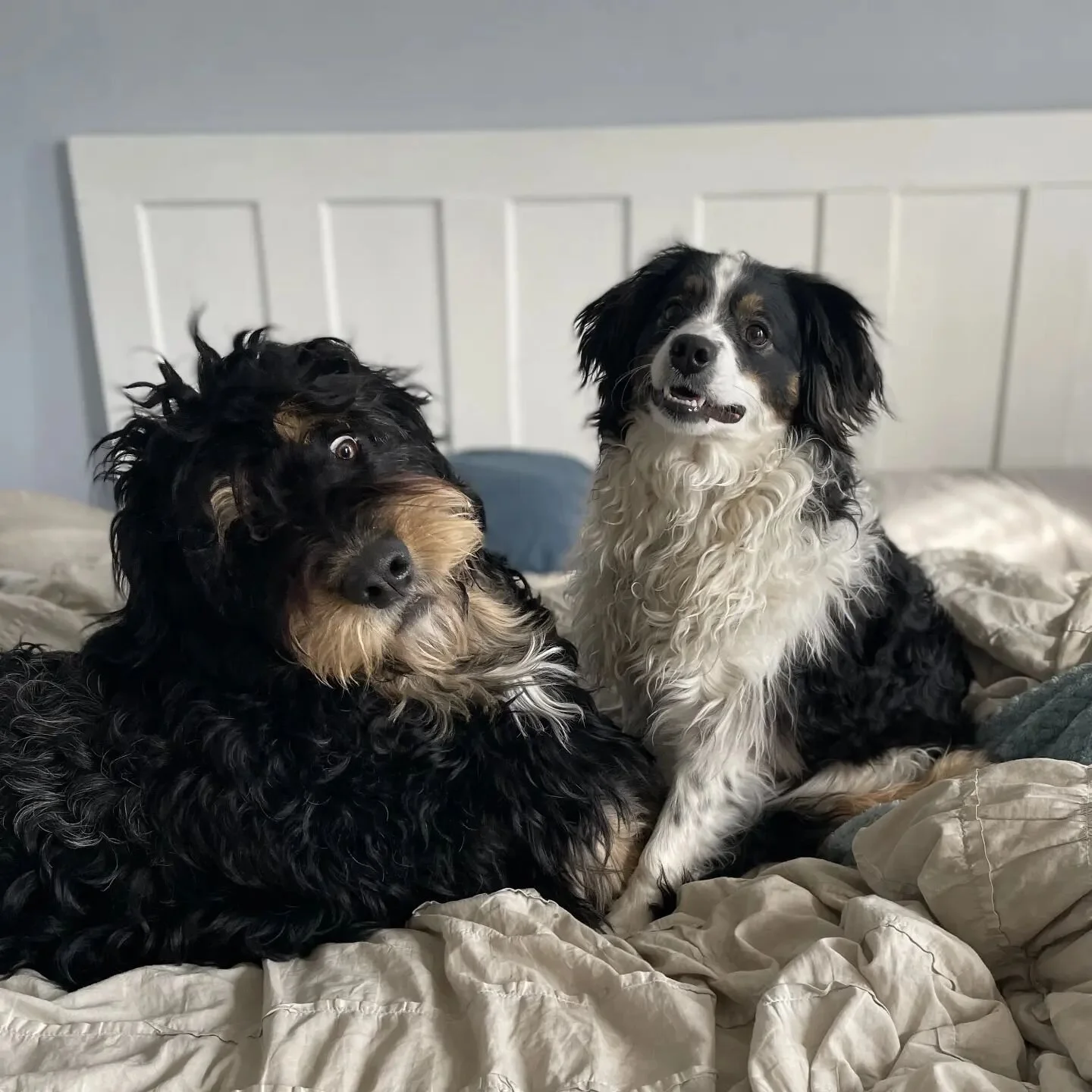 Haggis having a great time boarding at his buddy, Pancho's house. The look on Pancho's face! Haha! @anaalvarado704. #bernadoodle #bernadoodles #cuddletime #dogsonbeds #dogs #toronto