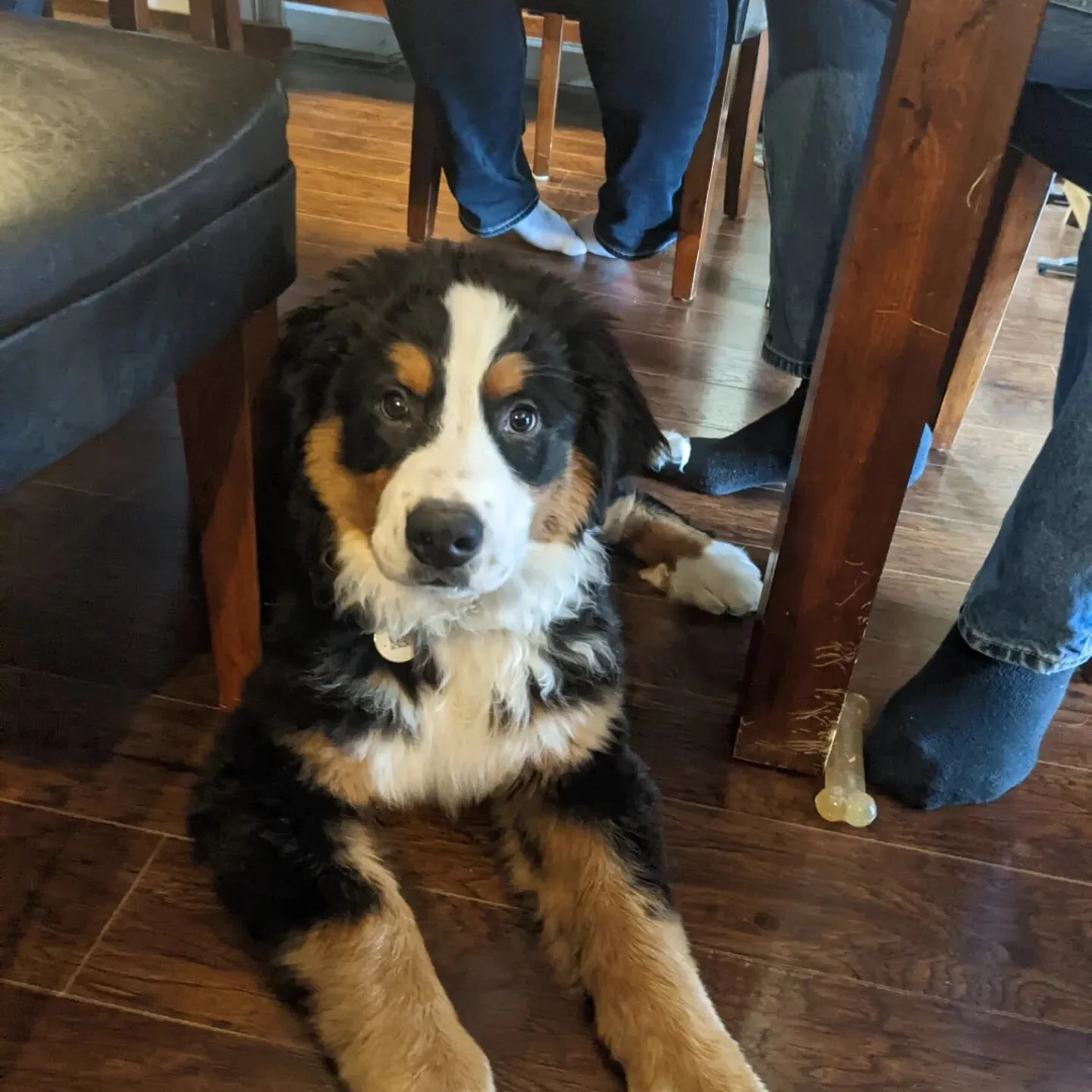 I'd like to introduce you all to my new cousin/ nephew, Tier. His dog tag is the absolute best! #bernesemountaindog #australianshepherd #ohcrapimlost #imalsoreallycute #dogsindiningrooms #dogs #toronto