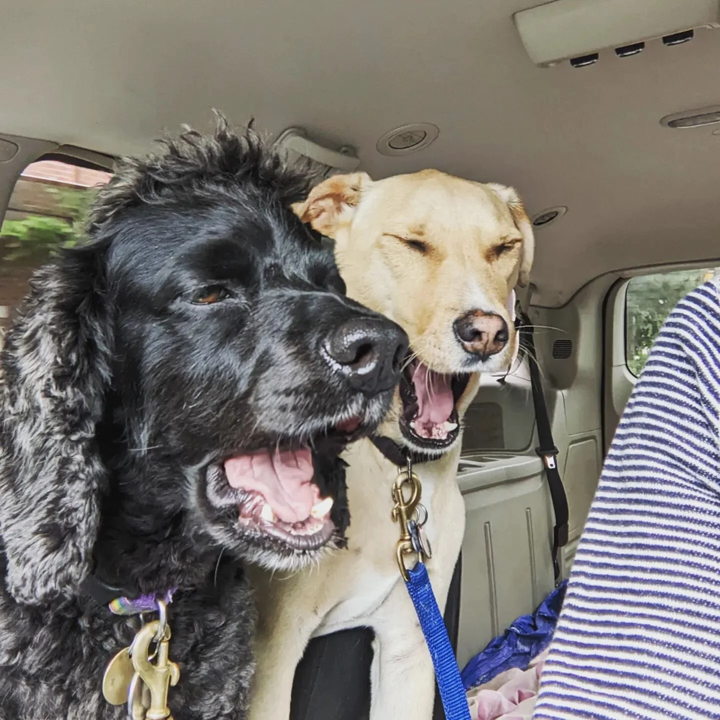 Tandem yawns featuring Clinton and Finn. What's in your front passenger seat? As per usual, there are no dogs whatsoever in the back. #reunited #potcake #mexicanstreetdog #cockapoo #yawn #dogsincars #dogs #toronto