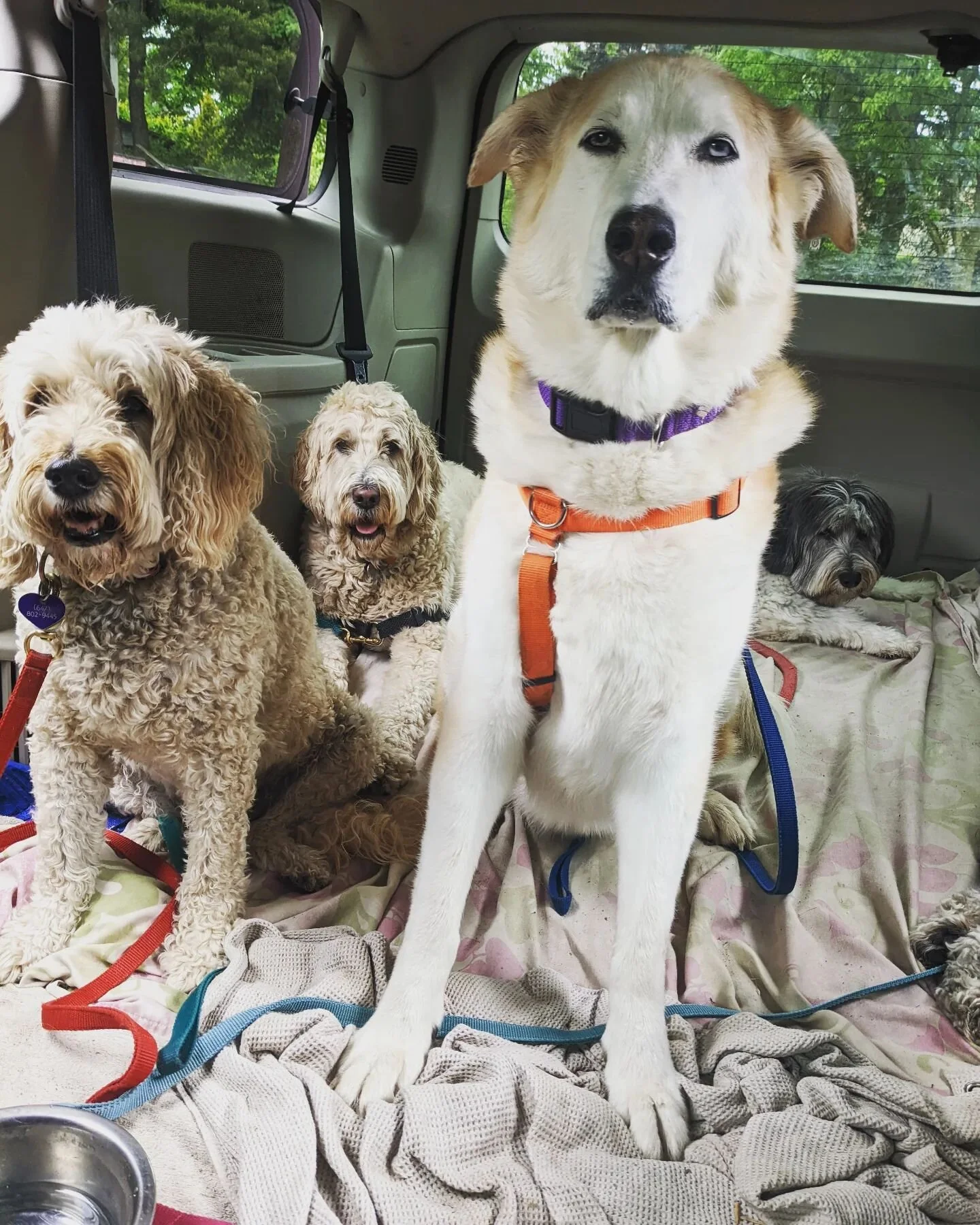 What's in YOUR backseat? #goldendoodle x2 #huskyx #polishlowlandsheepdog #busky #dogsincars #dogs #toronto