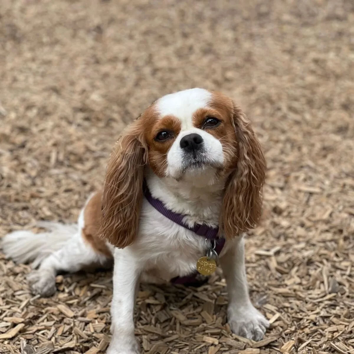 Sweet, little MJ 😍 #cavalierkingcharlesspaniel #prettylady #sweetaspie #dogsinparks #dogs #toronto 📷 @spikedcollarclub