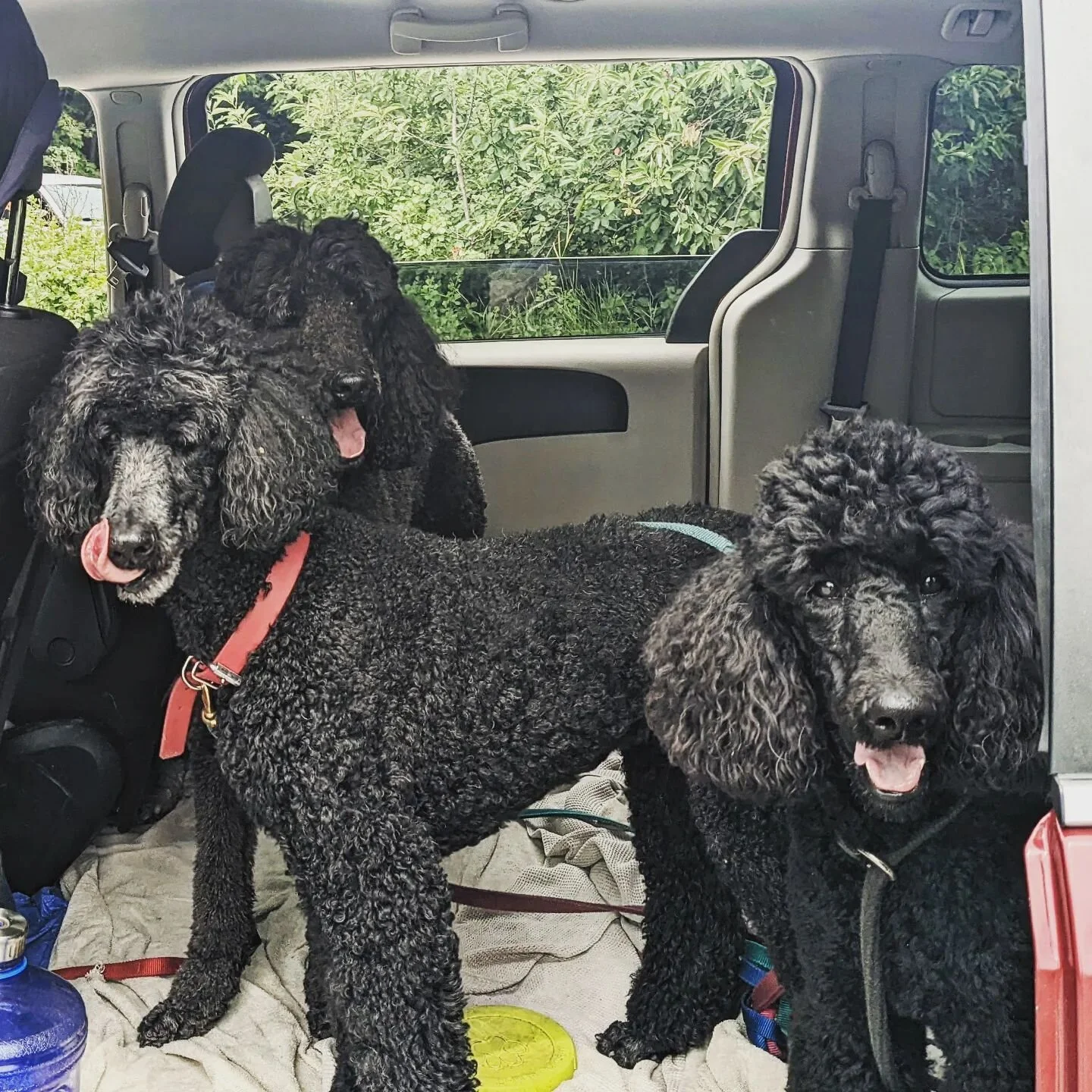 A trio of #poodles! #nbd #standardpoodle #standardpoodles #blackstandardpoodle #dogsincars #dogs #toronto (mia, Bo from @dougsdogs)