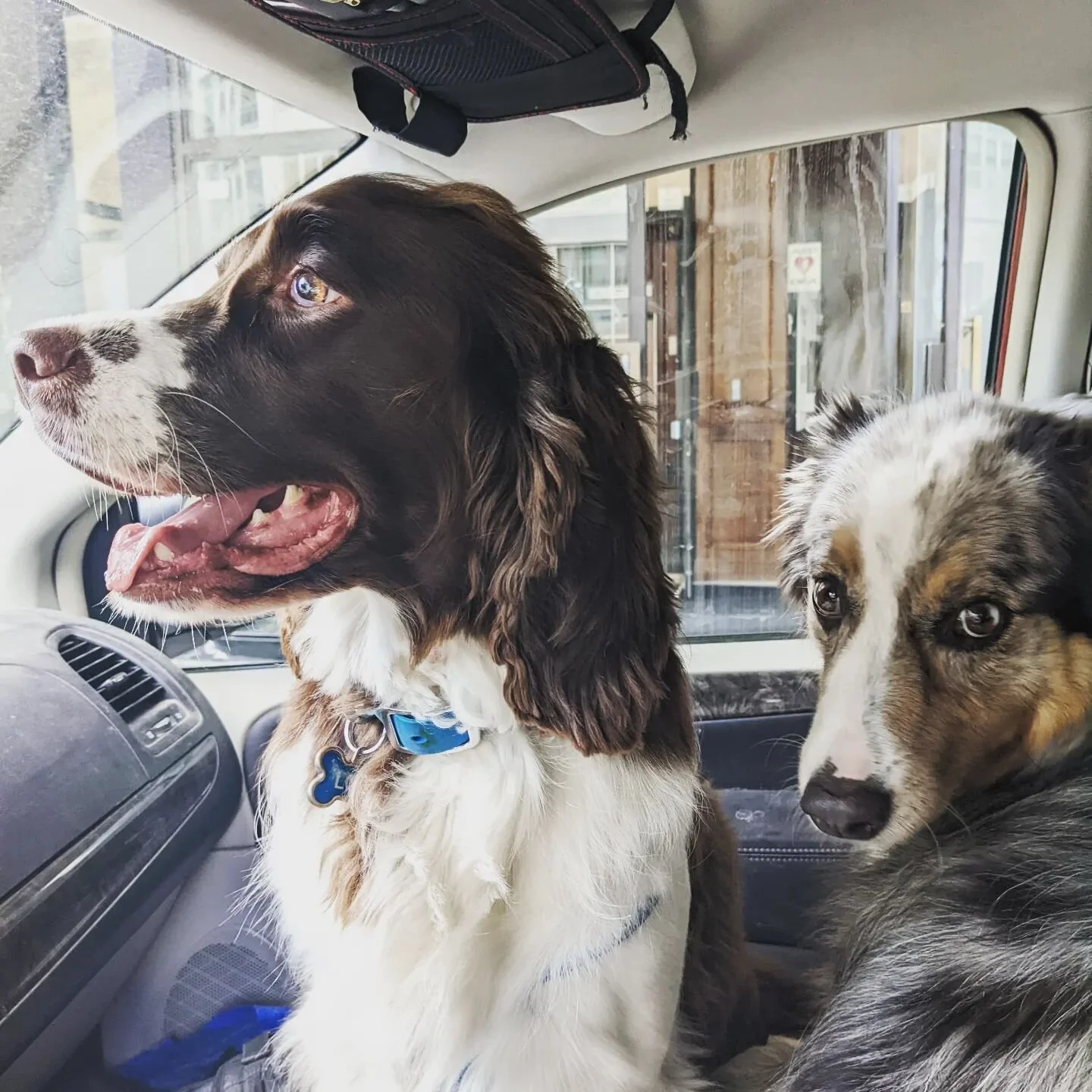 And on this sporadic edition of &quot;what's in YOUR frontseat?&quot;.... Loki and Cobalt 💜 #springerspaniel #australianshepherd #dogsinfrontseats #dogsincars #toronto