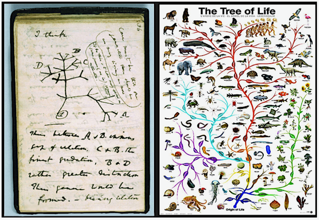 The Tree of Life, from Darwin (left) to a more recent depiction