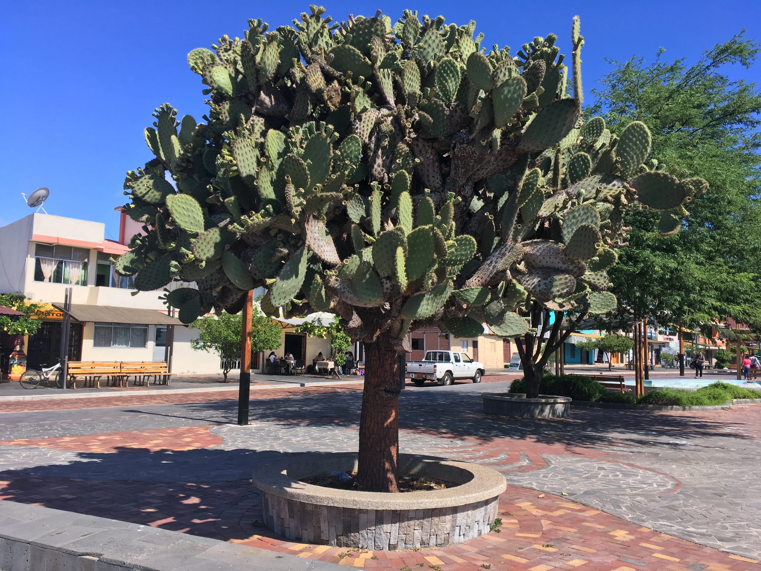 Giant Opunti a cacti along the Puerto Baquerizo Moreno waterfront, San Cristóbal Island, Galápagos