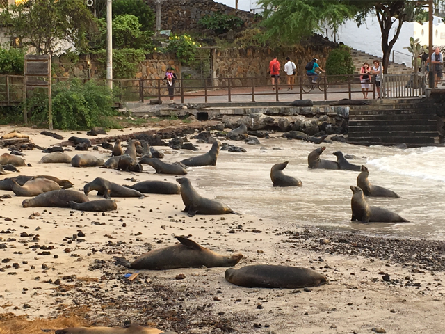 Sea lions, Puerto Baquerizo Moreno waterfront