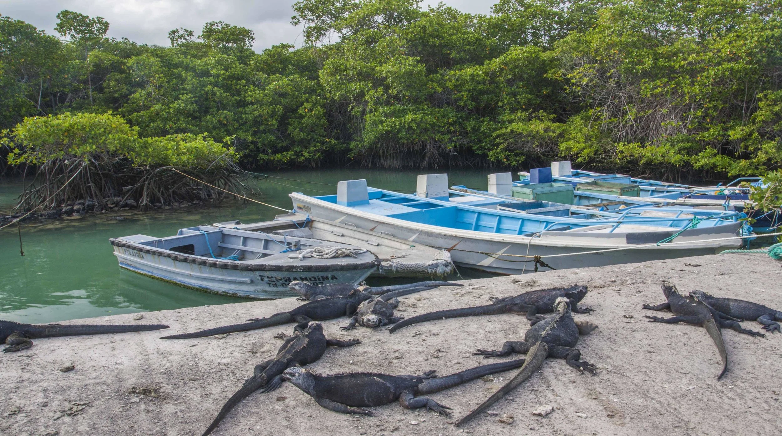 Marine iguanas, Puerto Ayora, Galápagos