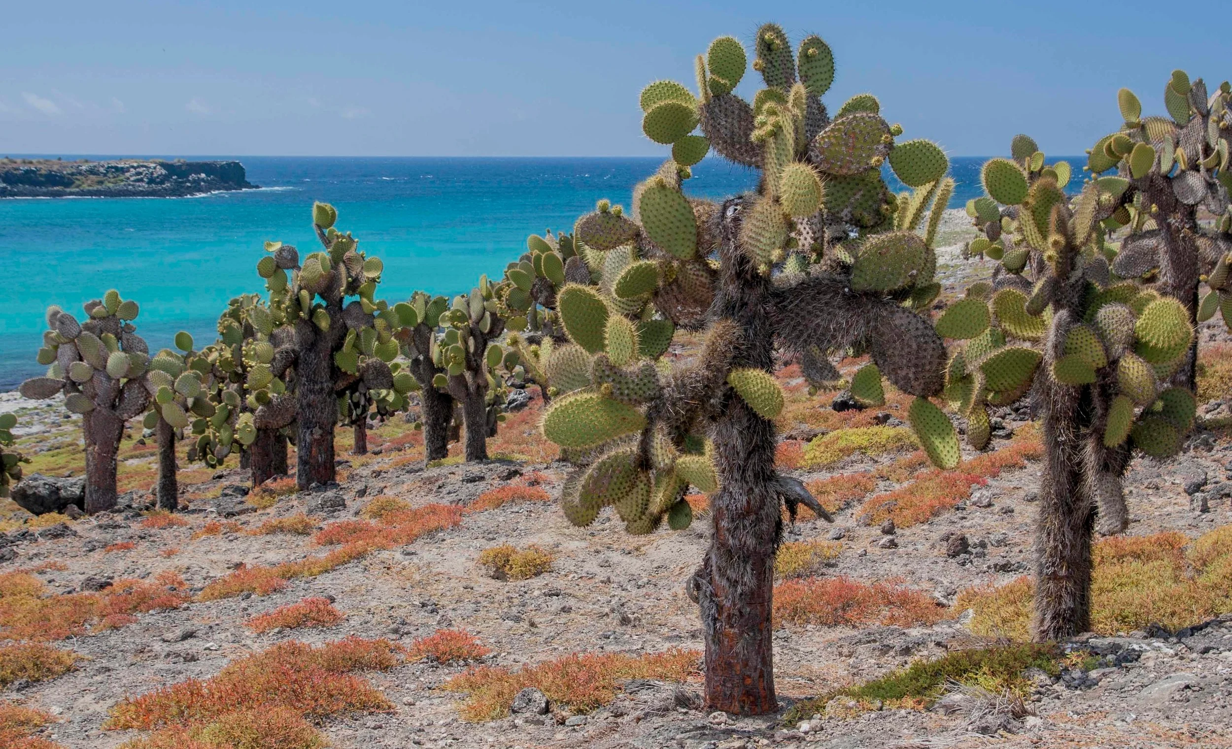 Giant Opuntia cacti, South Plaza Island, Galápagos