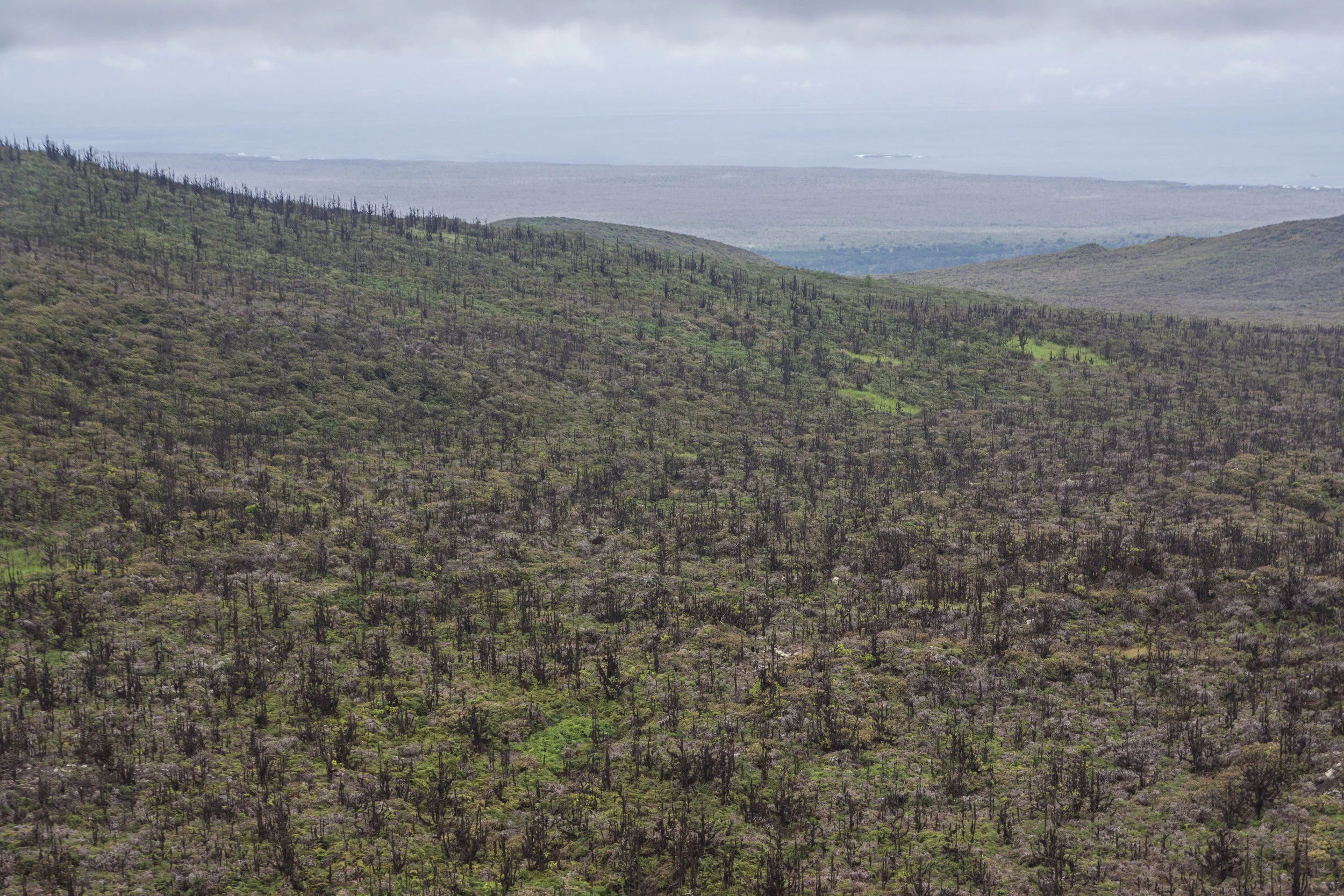 Invasive trees in the once-treeless highlands of Santa Cruz Island