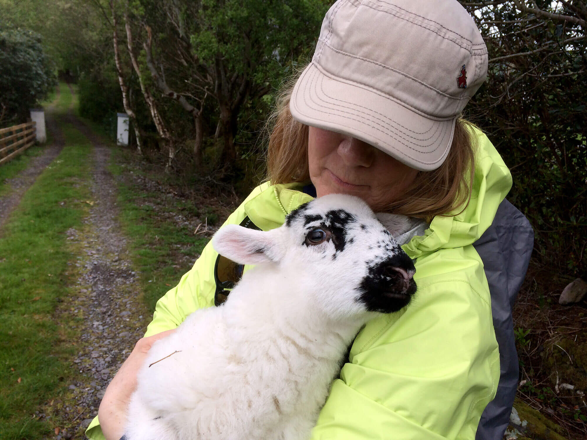 lamb and tour participant Ireland Coast to Coast hiking