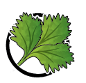 Coriander