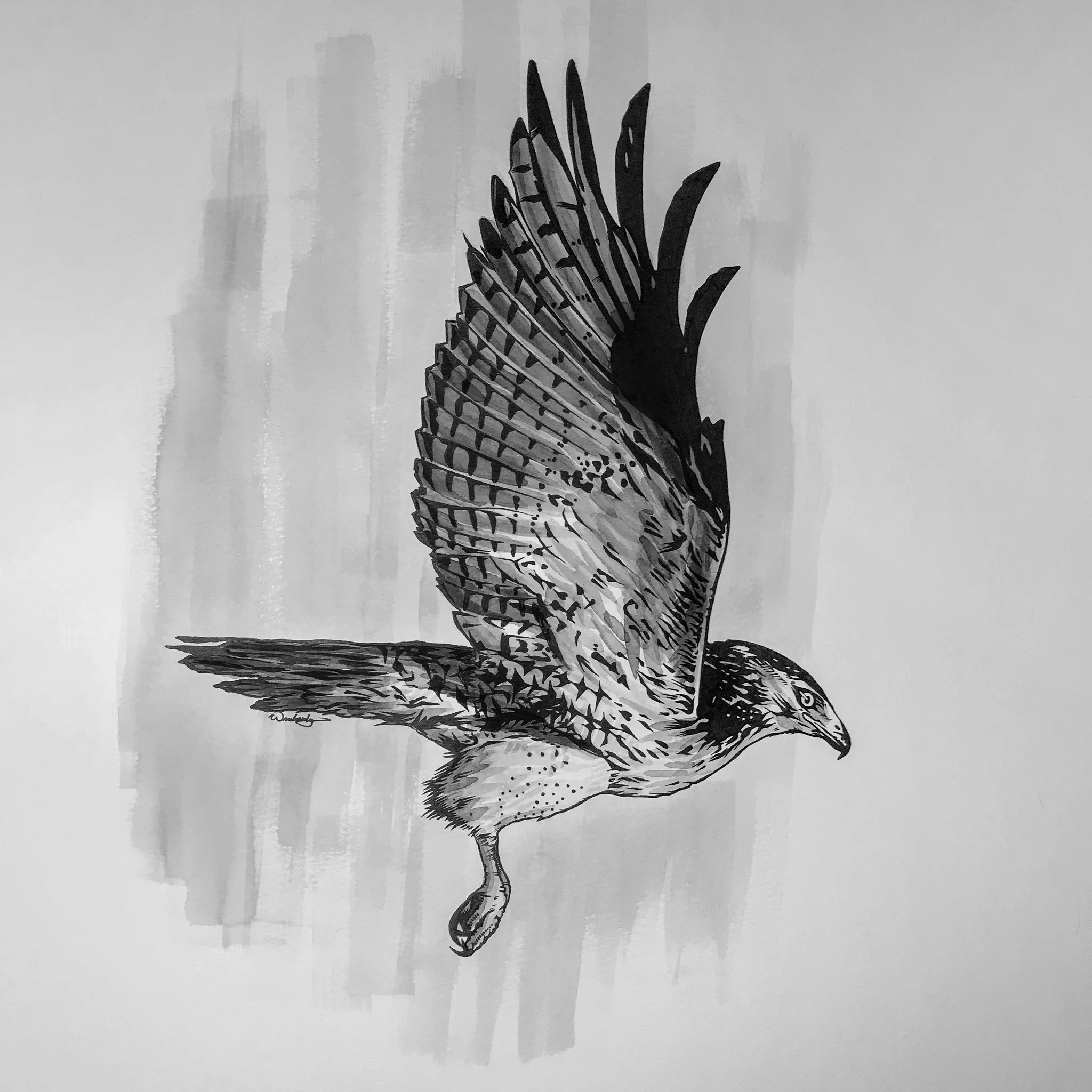 Hawk