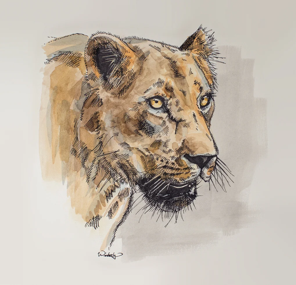 Lioness