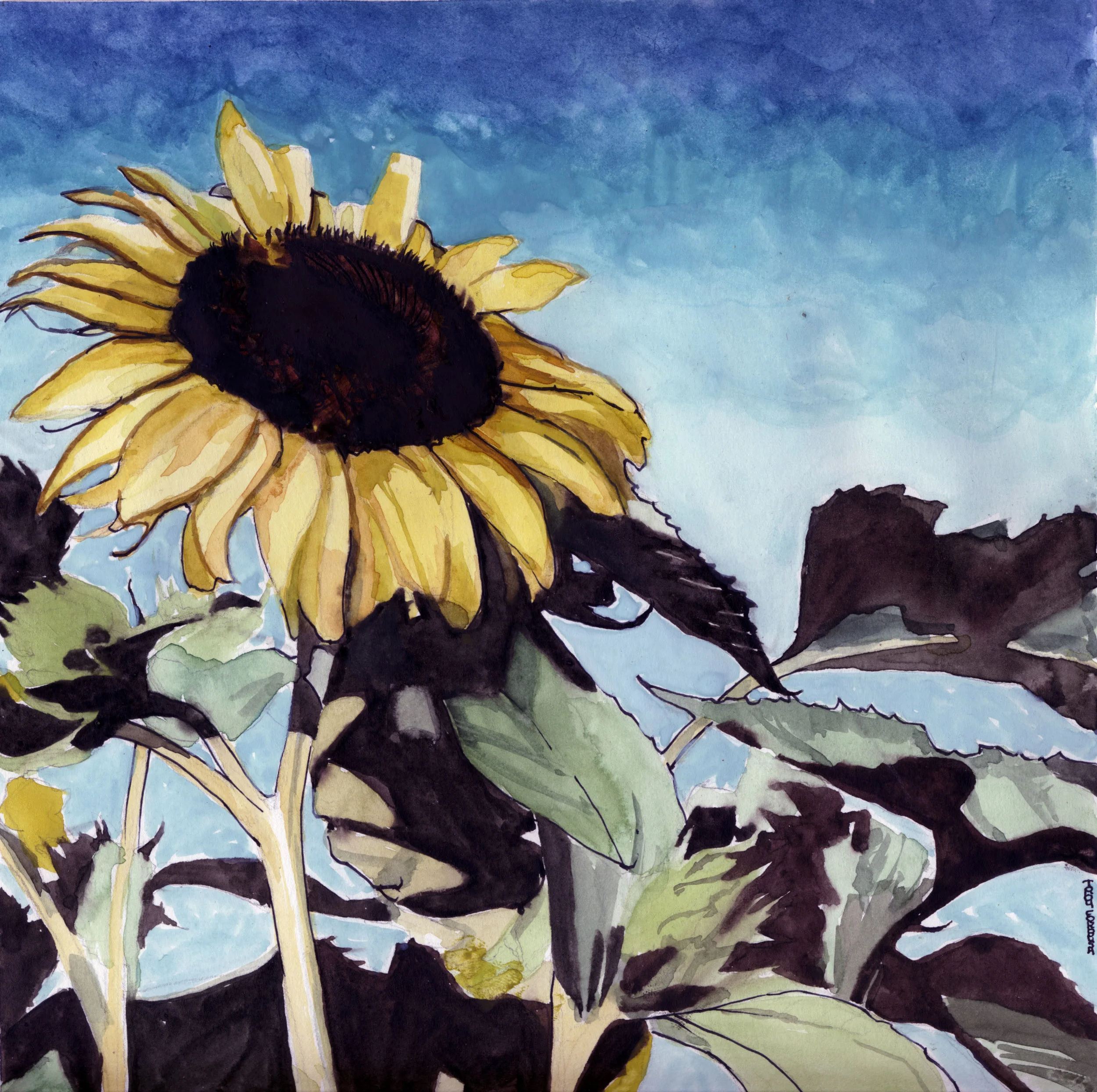 sunflowers.jpg