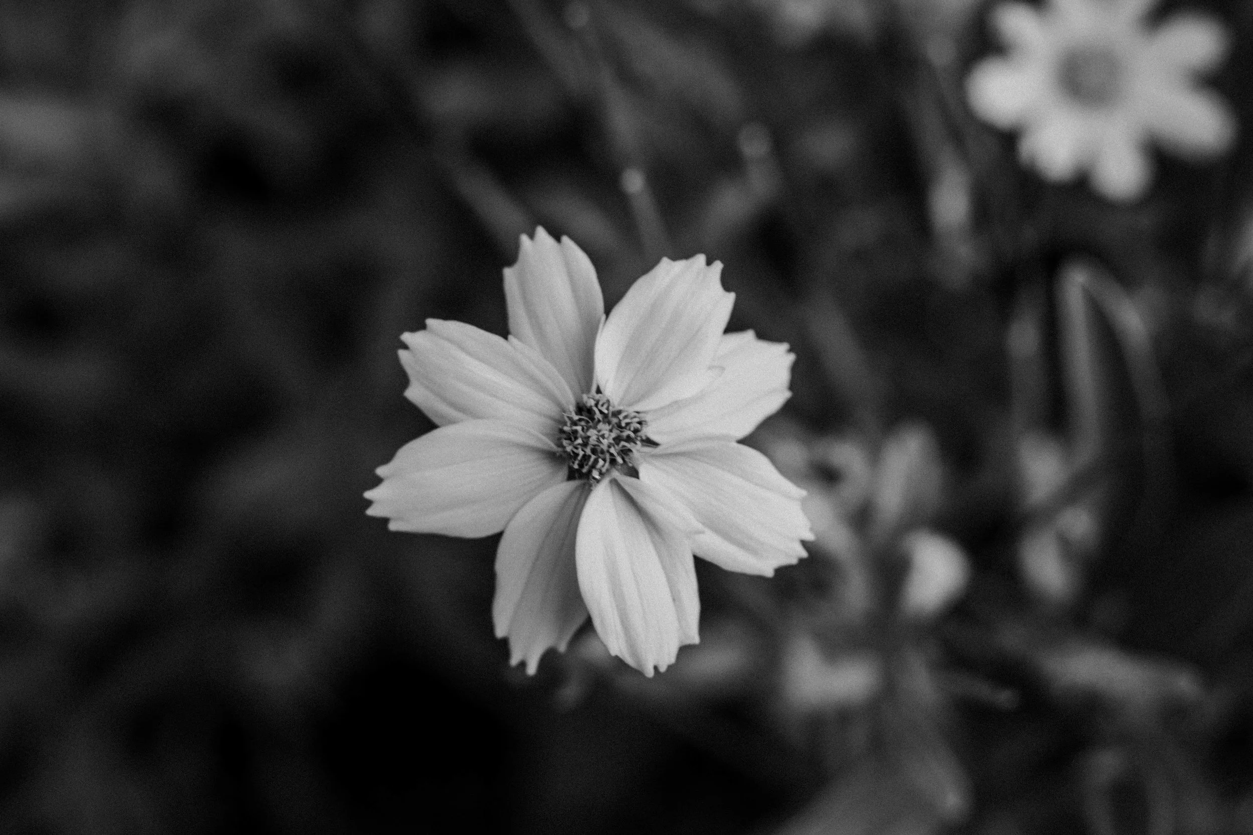 fawfafaf (1 of 1).jpg