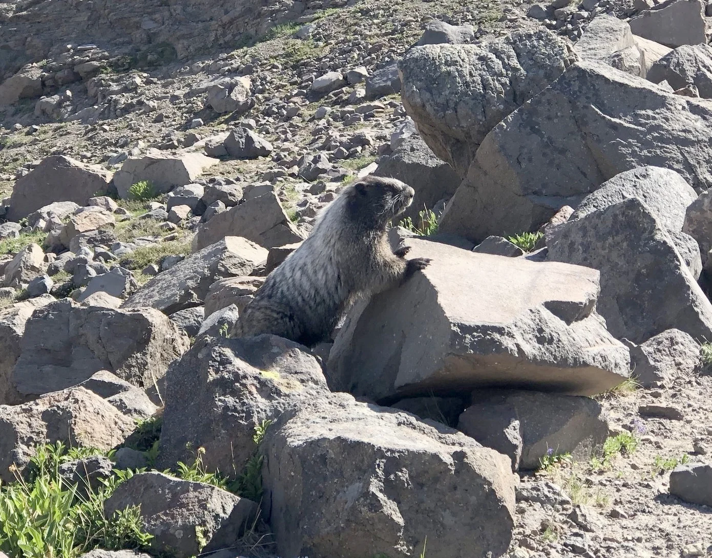 A sociable marmot near the campsite
