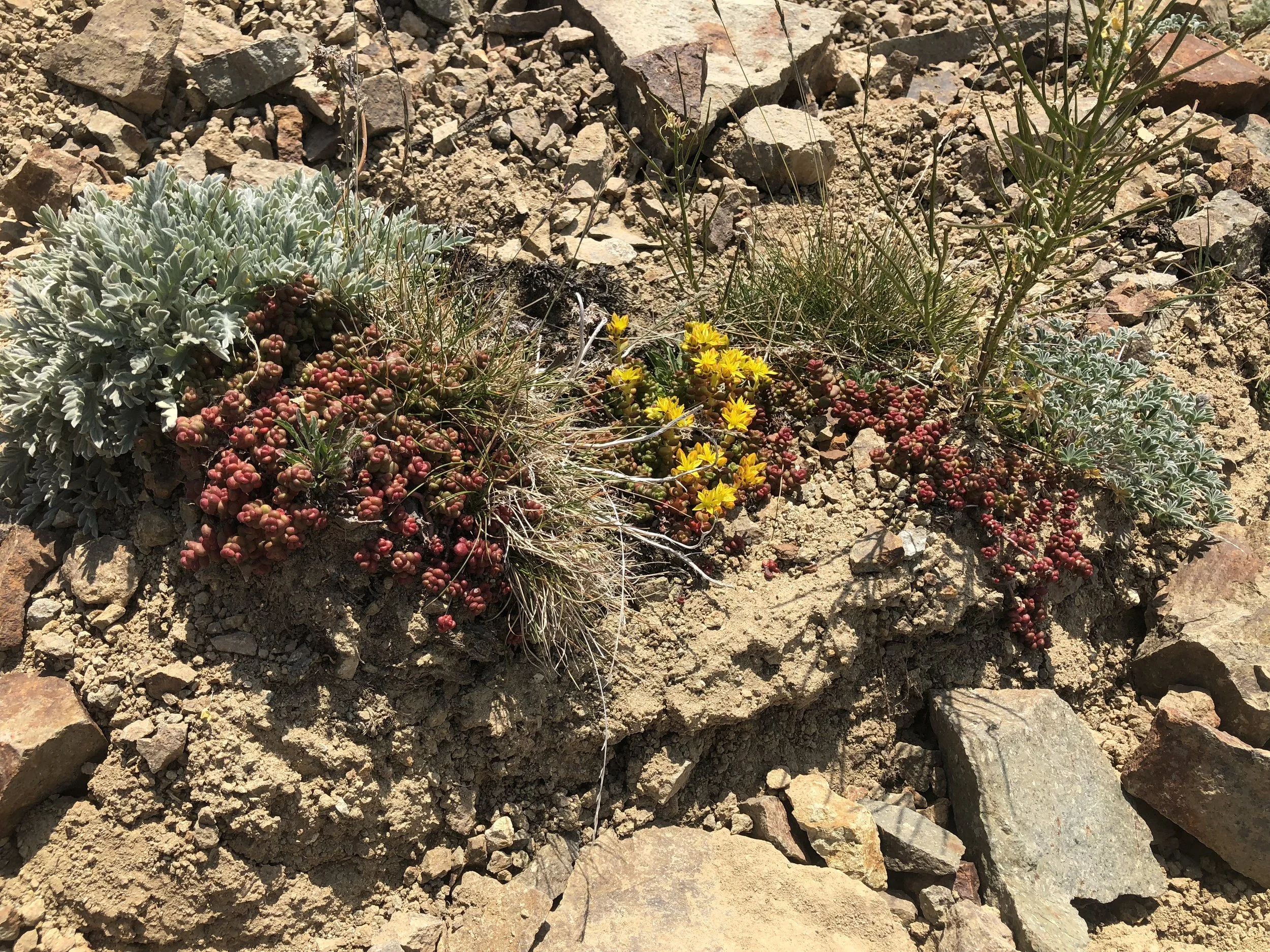 More wildflowers