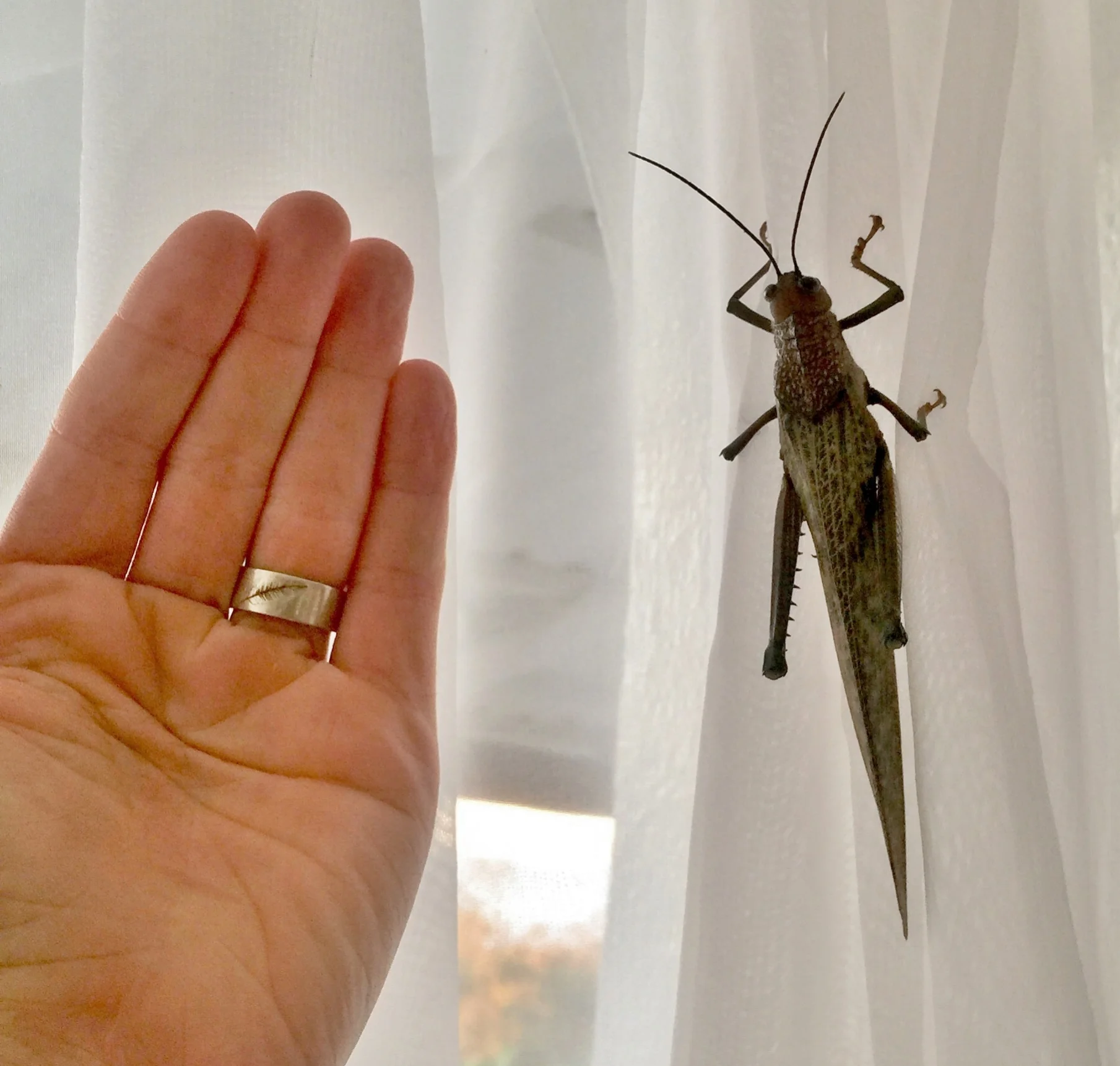So the bugs here are big.