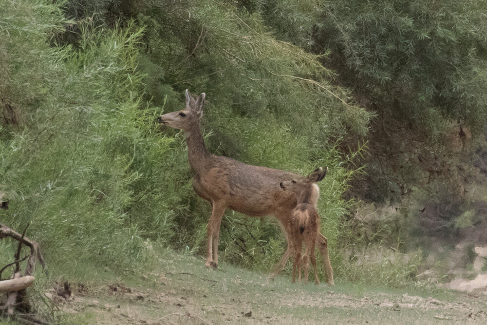 Mule deer doe and fawn