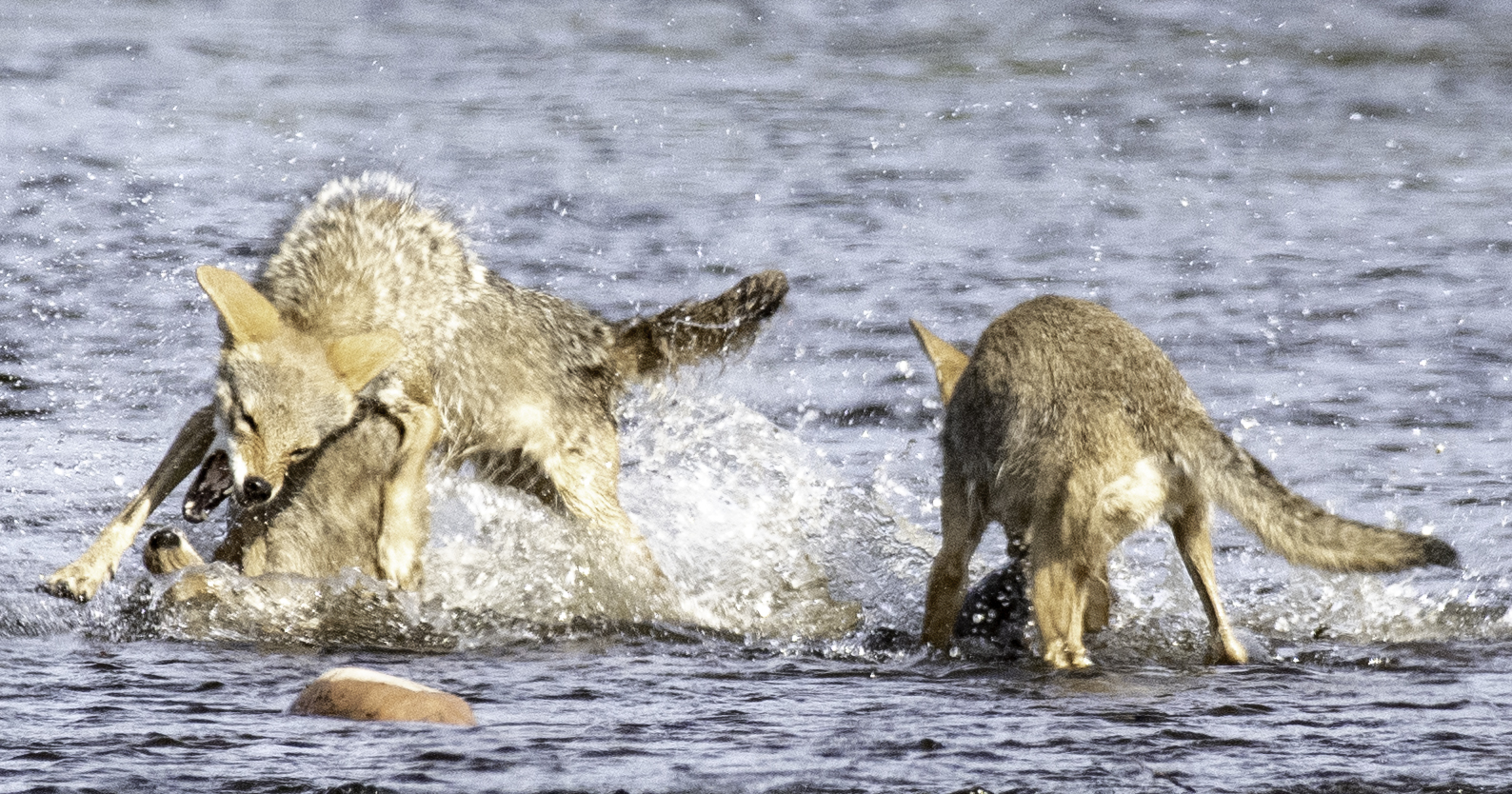 Scene 2 - Three Coyotes Fighting over Dead Carp