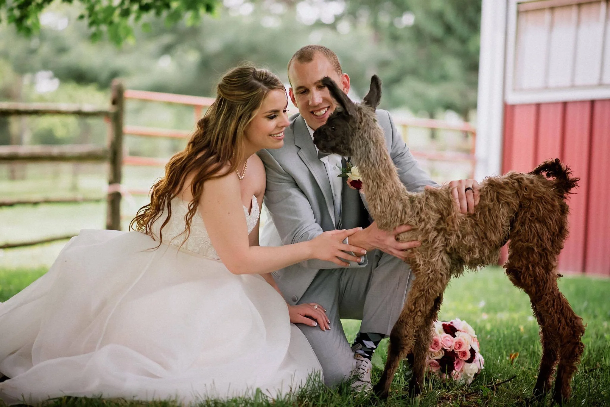 No words to describe this photo of a WoodsEdge Farm Wedding and Events bride and groom posing with a baby llama for their bridal portraits after their spring wedding on the farm.