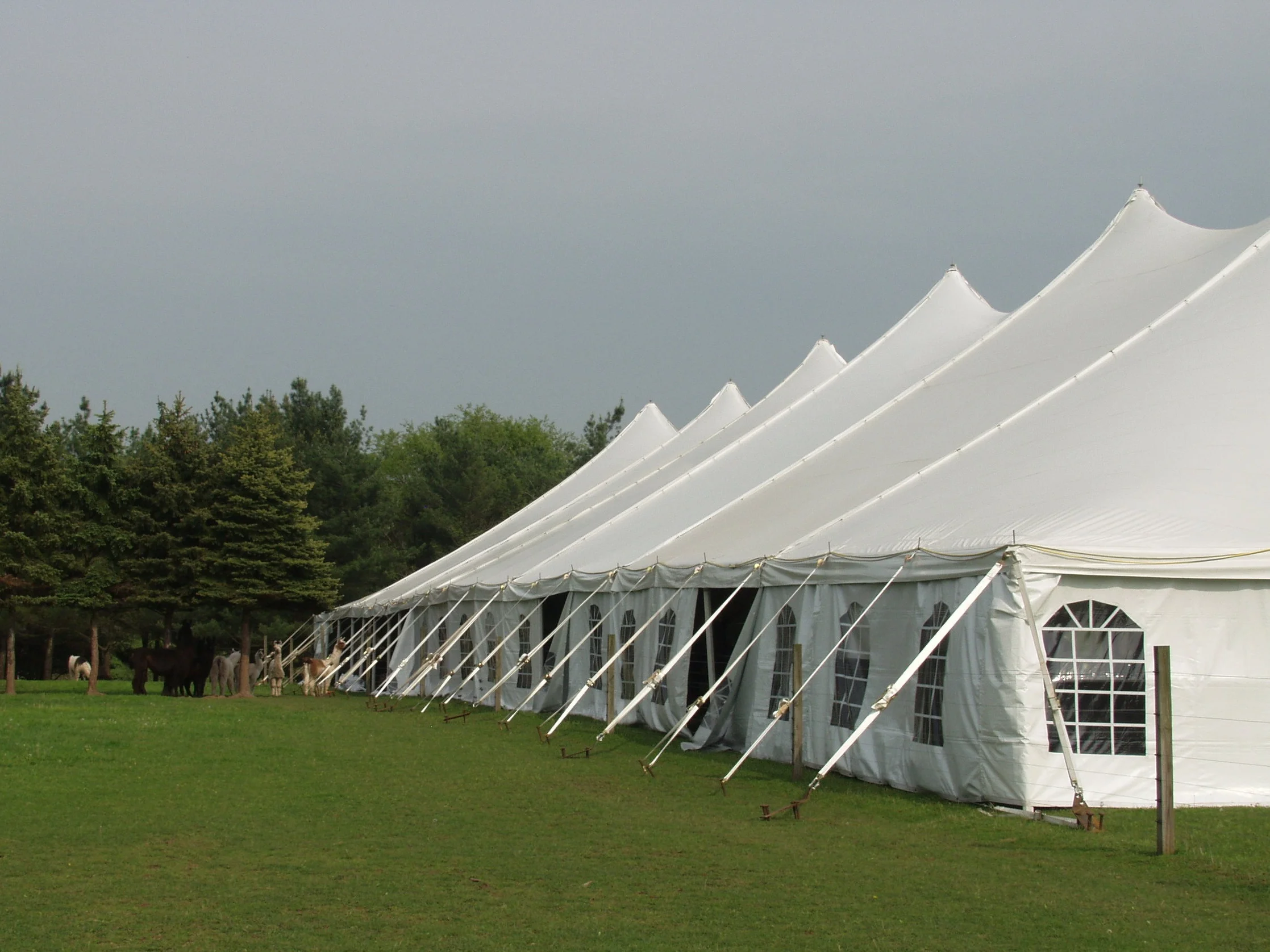 Events in tents at WoodsEdge as the llamas look on.