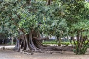 The Cursing of the Fig Tree