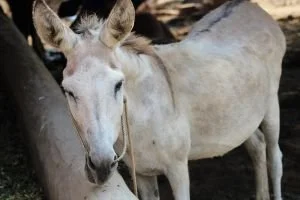 The Donkey is an Animal Tied to Messianic Prophecy