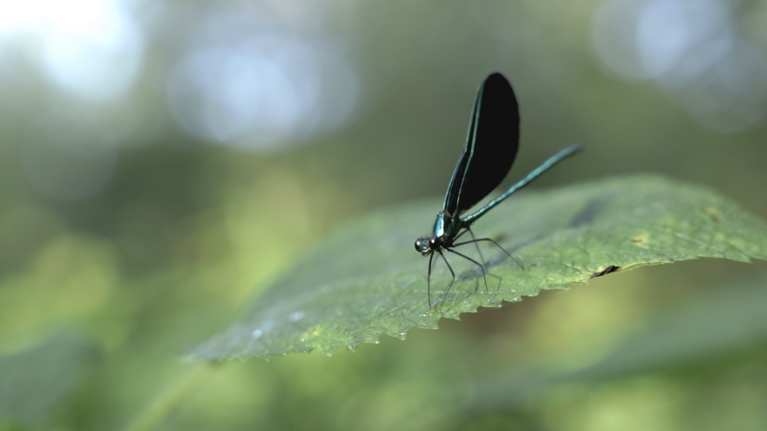 BBCSW AFF Still High Res_03.jpeg