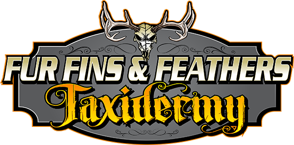 Fur, Fins & Feathers Taxidermy